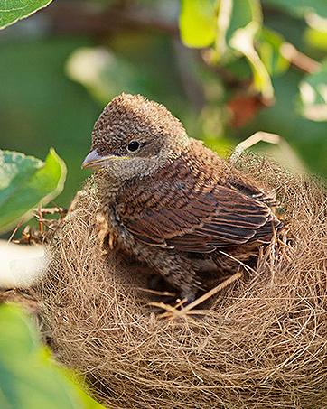 Sukh Bird Nesting Material - Bird Nests Bedding Hummingbird Nesting Material Mixing Canary Nesting Material Finch Nesting Material Parakeet Nesting Materials for Cage,Gardens,Tree Trunks (2) Sukh Bird Nesting Material - Bird Nests Bedding Hummingbird Nesting Material Mixing Canary Nesting Material Finch Nesting Material Parakeet Nesting Materials for Cage,Gardens,Tree Trunks (2)