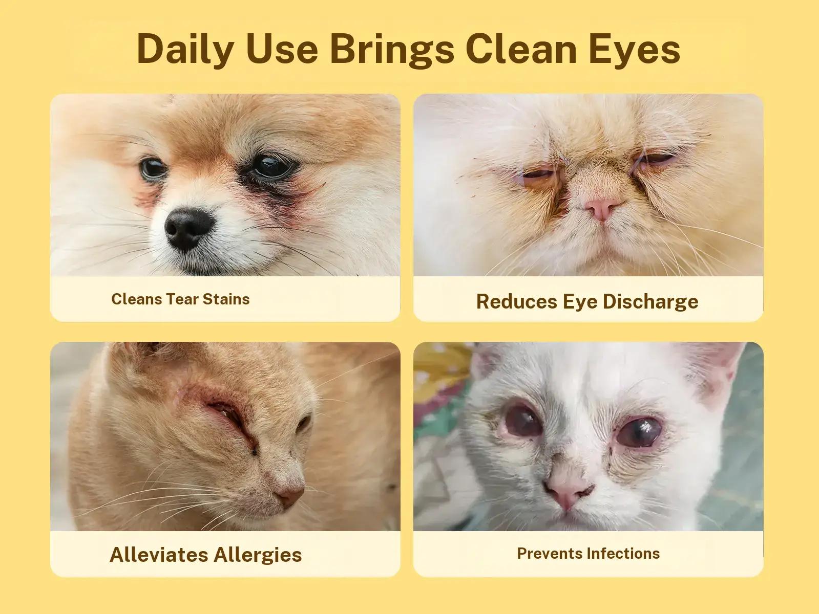 【SpringGlowUp】HICC PET Eye Wipes for Dogs & Cats,Hypoallergenic Dog Eye Wipes Cleaner, Natural Cleaning Grooming Pet Wipes Gently Remove Tear Stain, Eye Debris, Discharge, Mucus, Non Irritating, Unscent, 100 PCS Large Pet Grooming Eye#petlife 【SpringGlowUp】HICC PET Eye Wipes for Dogs & Cats,Hypoallergenic Dog Eye Wipes Cleaner, Natural Cleaning Grooming Pet Wipes Gently Remove Tear Stain, Eye Debris, Discharge, Mucus, Non Irritating, Unscent, 100 PCS Large Pet Grooming Eye#petlife