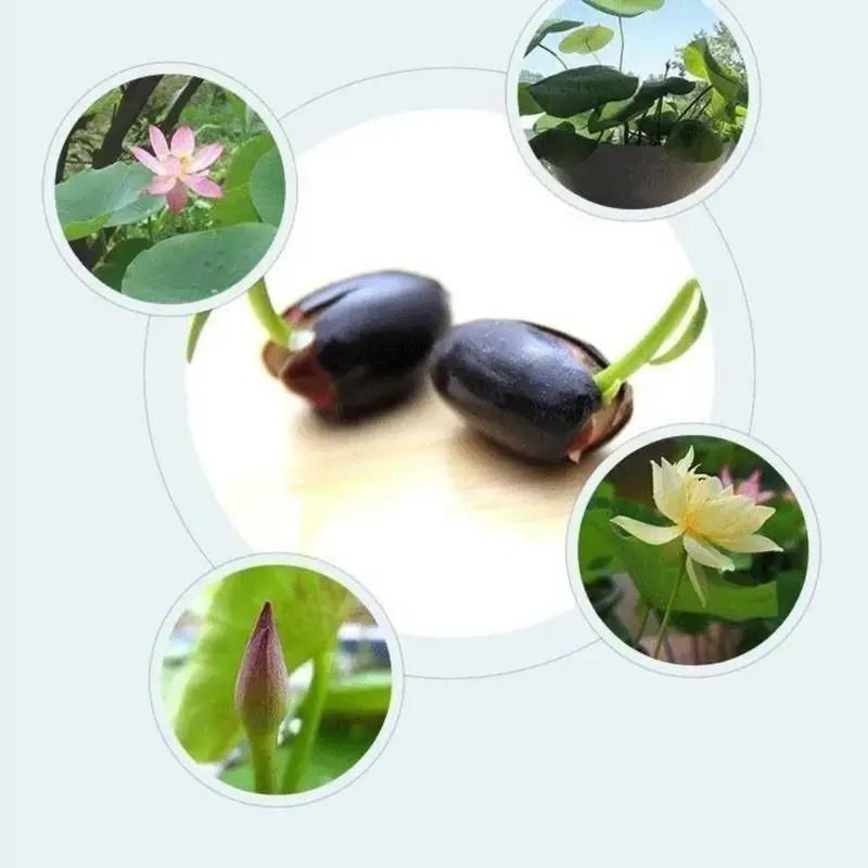 Lotus Seeds Mixed Colors, Water Lily Flower Plant Seeds - Great Oramental Courtyard Viable Aquatic Water Features Seeds - Bonsai Home Garden Pond Decor