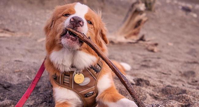 【Deals For You】Auroth Tactical Dog Harness for Small to Large Dogs No Pull Adjustable Pet Harness Reflective K9 Working Training Easy Control Pet Vest Military Service Dog Harnesses 【Deals For You】Auroth Tactical Dog Harness for Small to Large Dogs No Pull Adjustable Pet Harness Reflective K9 Working Training Easy Control Pet Vest Military Service Dog Harnesses