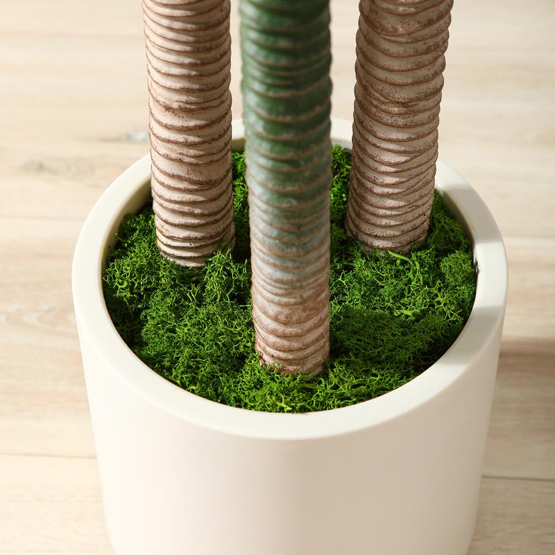 VeriNatural 5/6FT High-End Fashion, Insect and Mildew Proof, Eco-Friendly Artificial Palm Tree