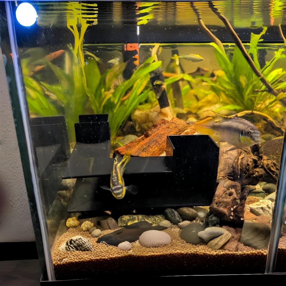 270° Full View Aquarium Biome Cave Set for Tropical Fish and Shrimp, Interactive Tunnel and Hideaway, Safe Resin and Connectable Design