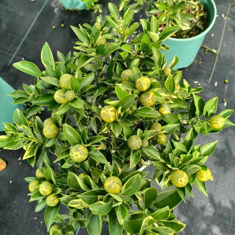 Multicolor lemon tree seedlings, healthy bare-root plants, suitable for garden and yard planting