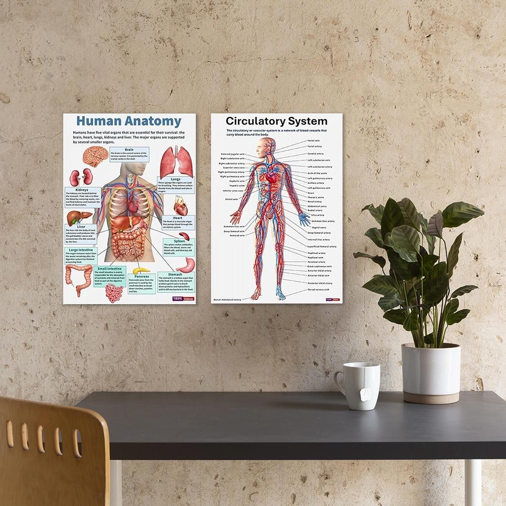 Anatomy Learning Posters - Learning Materials Visual Learning Tools Educational Wall Decor Set with Human Body Diagrams | Classroom Visual Aid & Home Schooling Study Reference