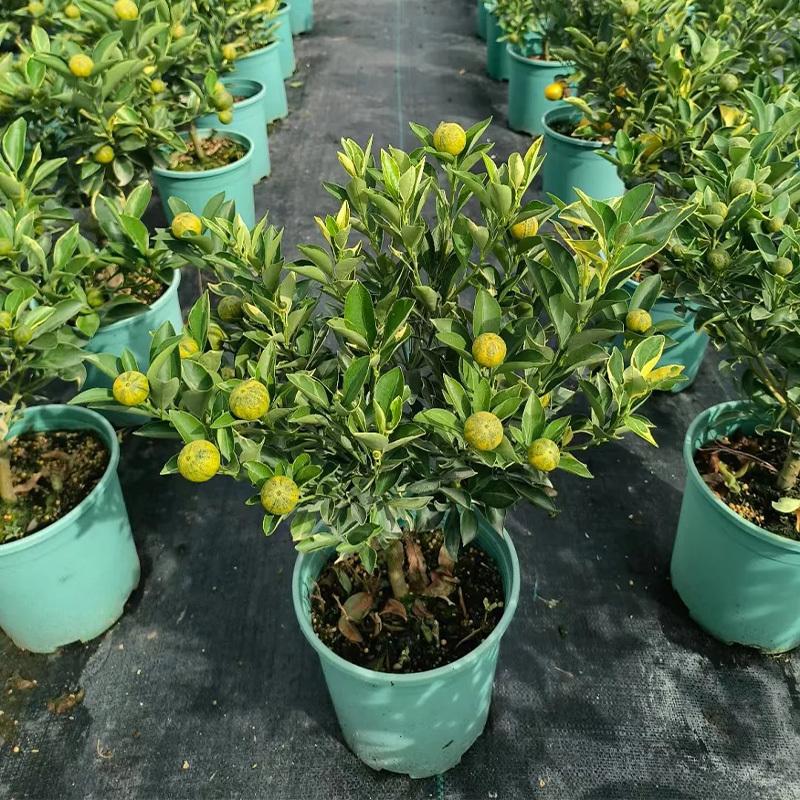 Multicolor lemon tree seedlings, healthy bare-root plants, suitable for garden and yard planting