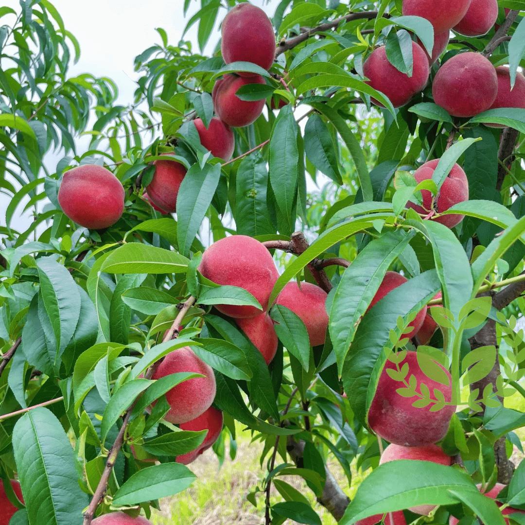 Peach tree seedlings for beginners