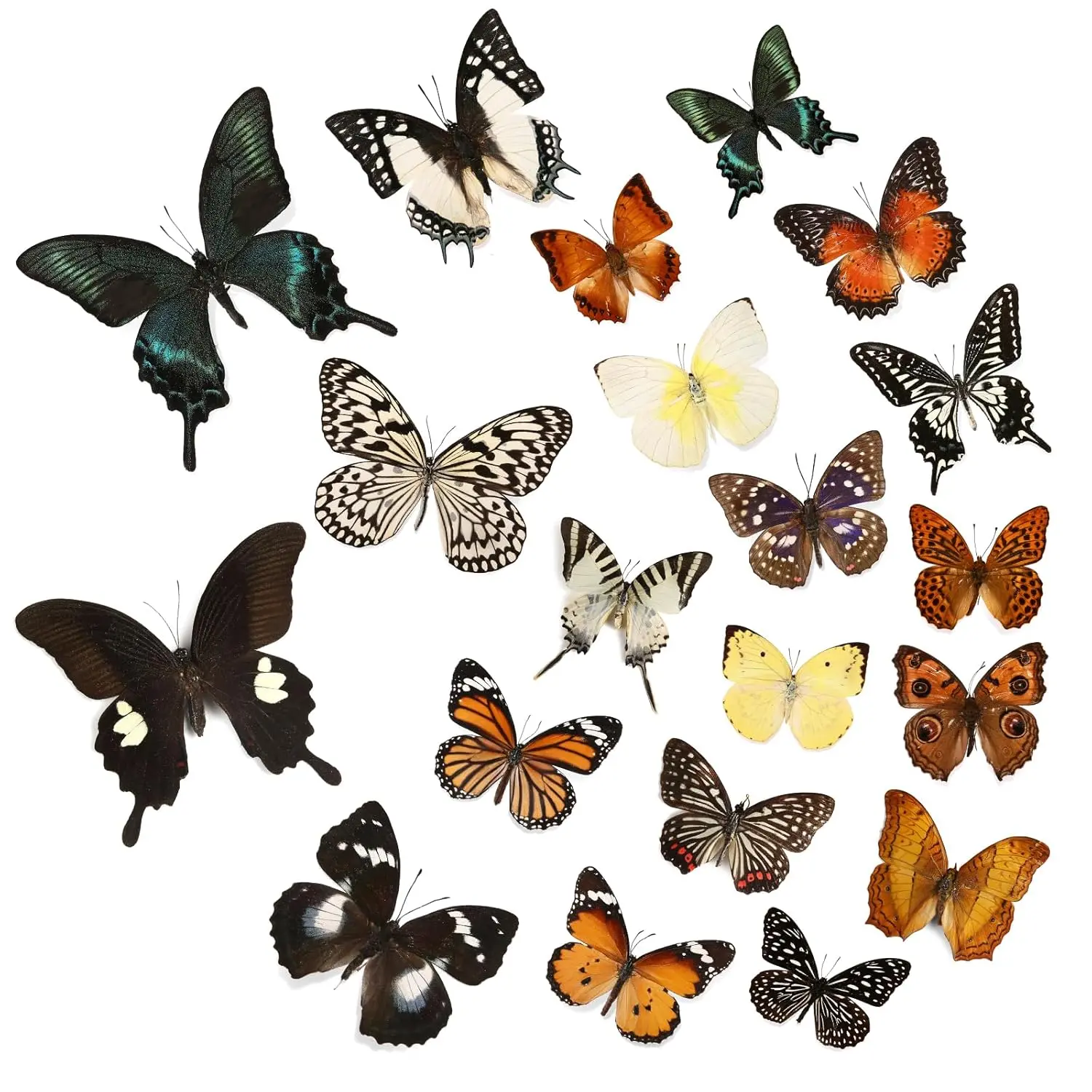12 Pcs Real Preserved Butterfly Specimens for Crafts, Taxidermy Butterflies for DIY Shadow Box Frames, Entomology Classroom Display, Nature Collection Ideal Butterfly Gifts for Nature Lovers