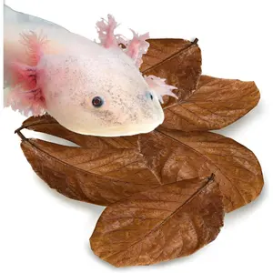 SunGrow 10 Pack Axolotl Indian Almond Leaves for Aquarium, 5-Inches, Catappa Leaf Soothes Pet’s Slime Skin, Aquarium Water Conditioner Leaves Improves Tank Water Quality, Speeds Up Recovery Process