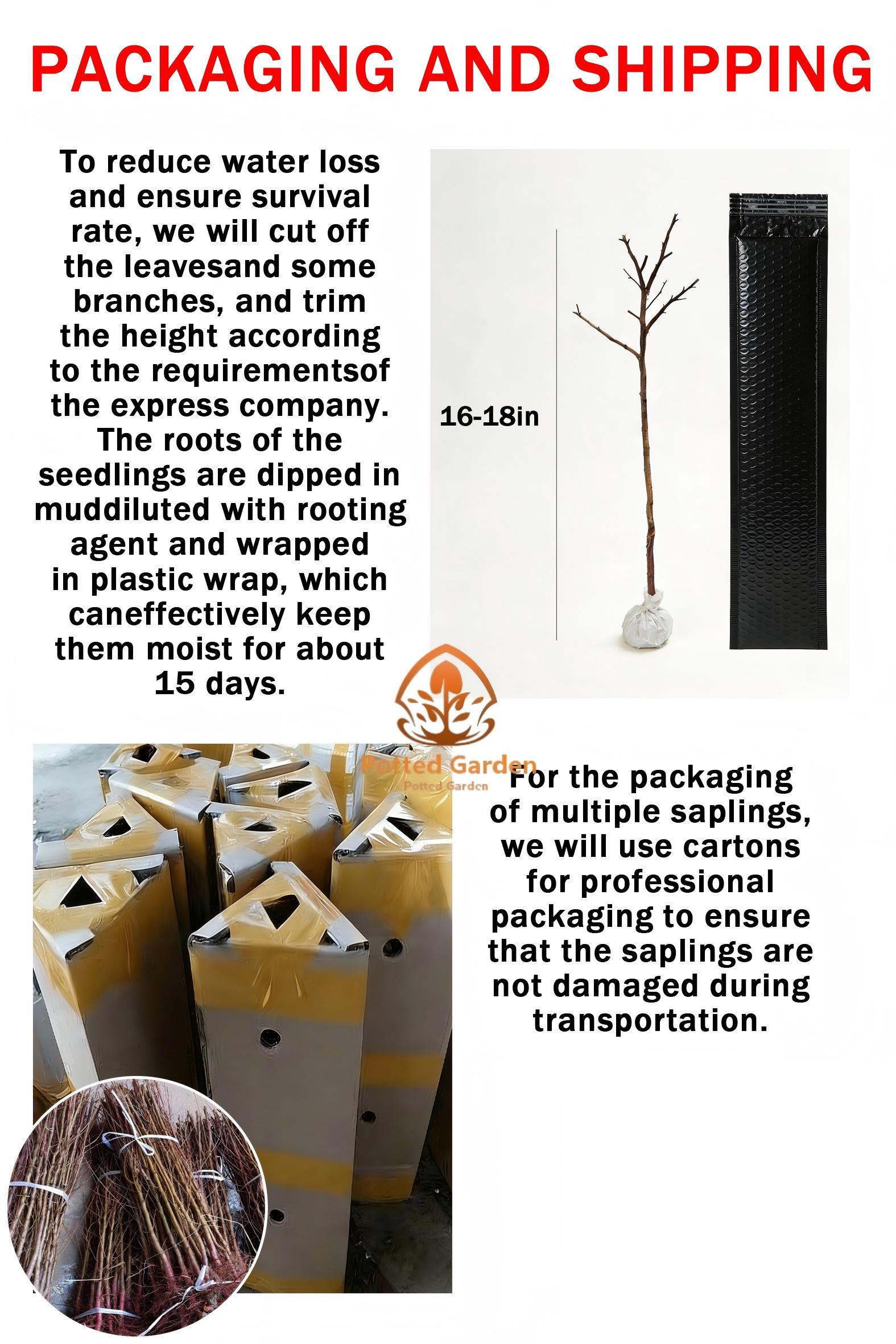 Fig tree seedlings, easy to pick, low cost, sweet fruit, first choice for beginners when on the ground or in pots