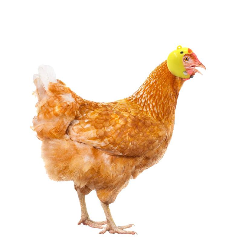 New hot-selling helmet for chickens, pet supplies, funny safety hat, chicken hat, chicken helmet, protective headgear for pet chickens dog clothes Gold Plated Custom Collar shoes filter glasses Heated Windproof Winter Coat flotation device