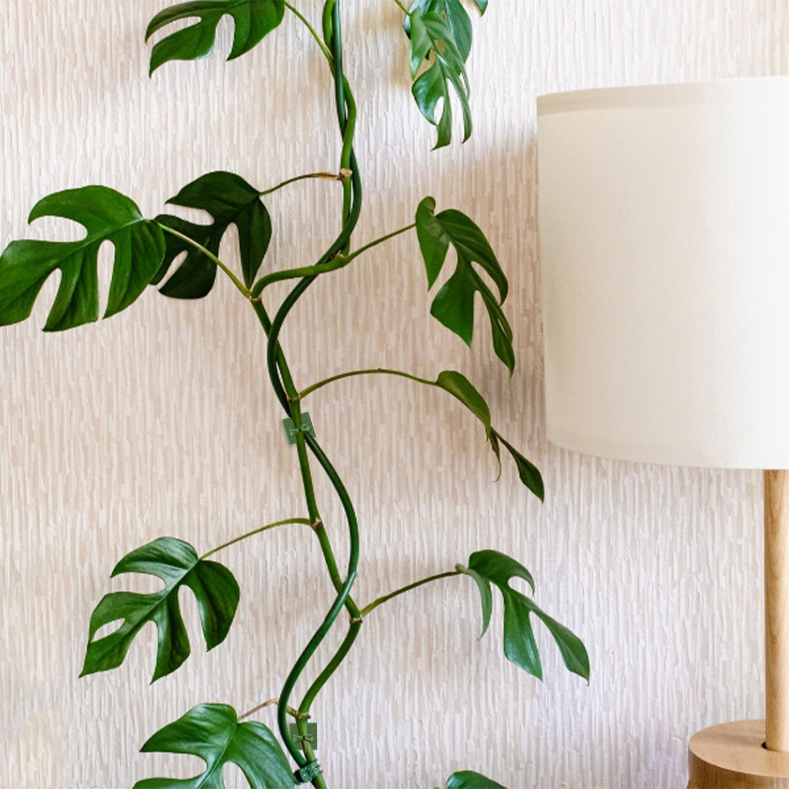 植物攀爬墙自粘固定扣钩，10个装，植物攀爬墙固定夹，植物固定藤蔓捆绑夹，适用于花园