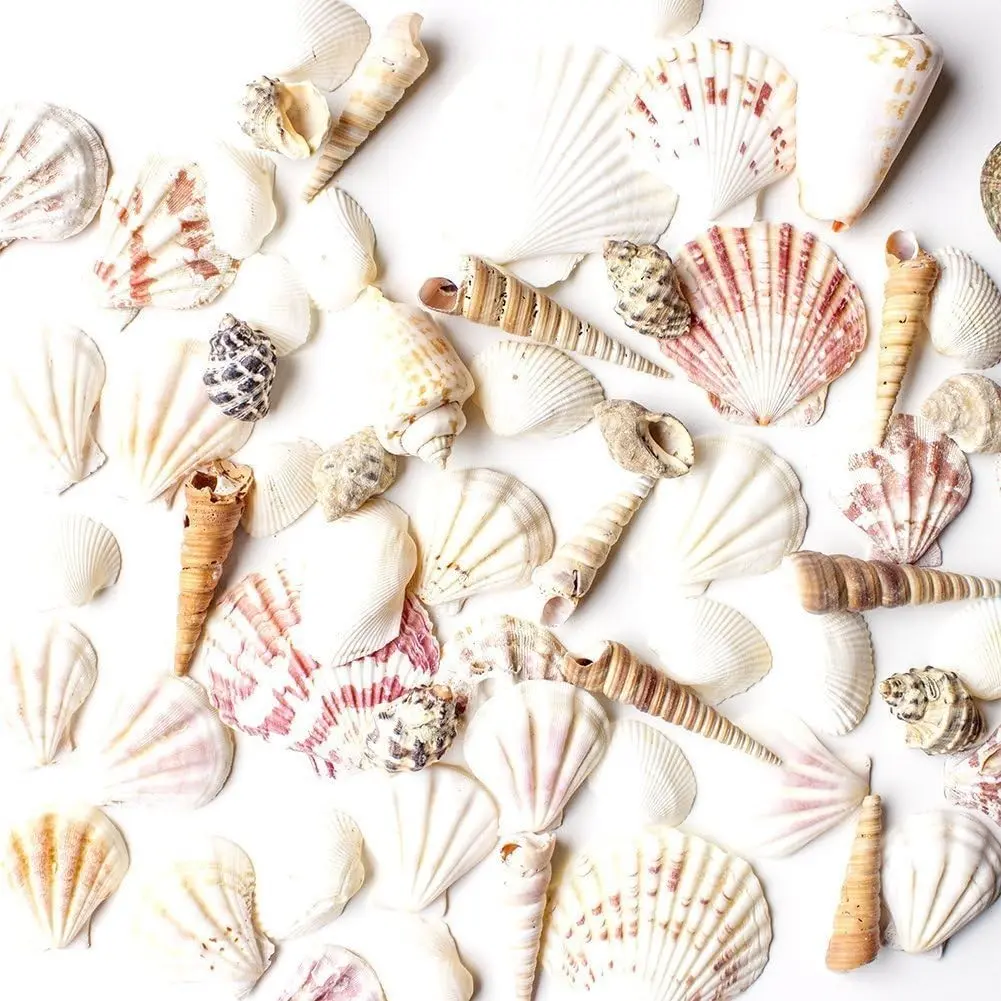 Mixed Beach Sea Shells - Various Sizes up to 2" - Bag of Approx. 50 Seashells