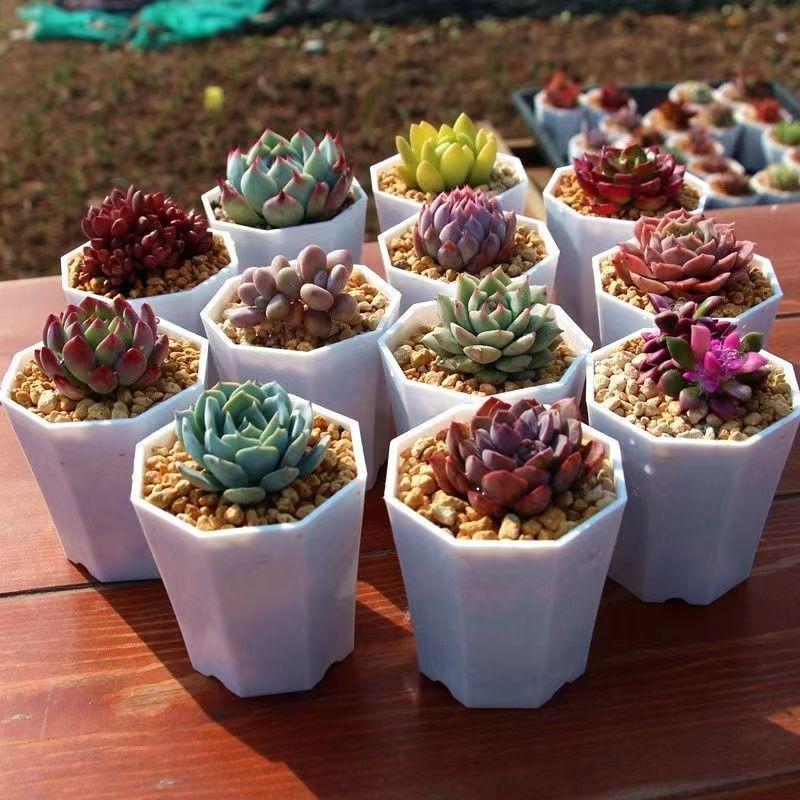 Succulent plant Sedum 15 pot set, dry and easy to raise, indoor desktop mini potted plant, bare root novice friendly