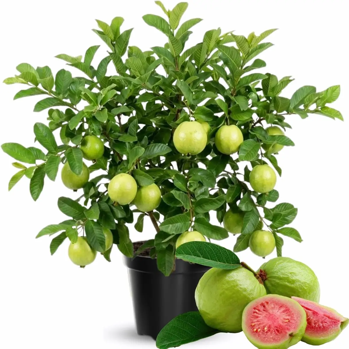 Grafted Pink Guava Live Tree Plant - 1.3-1.6 FT Tall in Gal Pot, Tropical Fruiting Airlayered Tree for Gardening, Juicing, Making Desserts, Edible Bounty