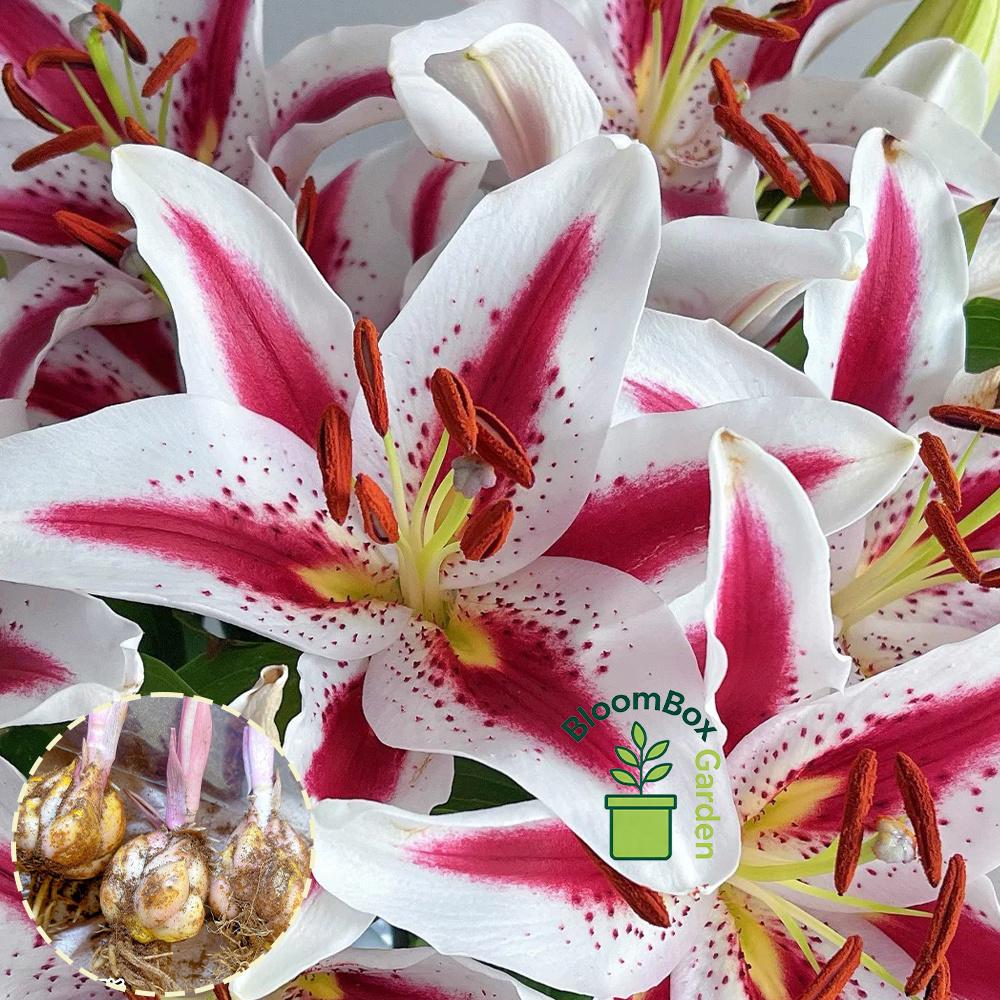 Double Petal Perfume Lily Bulbs, Fragrant Large Flower Ornamental Lily Bulbs, Year-Round Flowering Bulbs for Indoor Balcony Potted