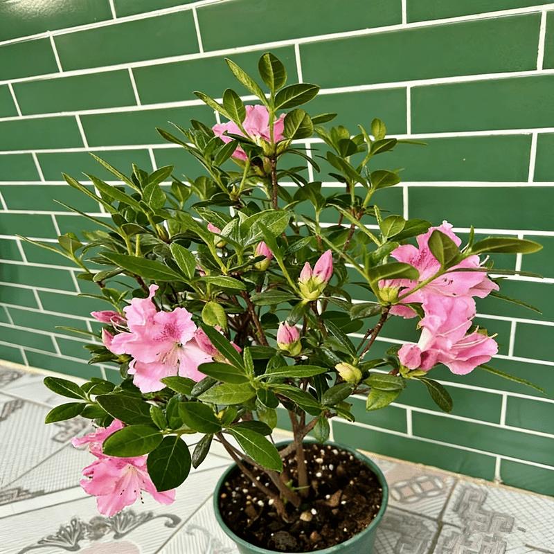 Rhododendron seedlings, multi-colored bright flowers, seedlings, rich colors, high value, courtyard balcony, colorful flowers, easy to cultivate, green flowers