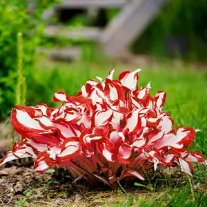 300 high-quality hosta seeds  . guaranteed viable with no bad seeds. A perennial shade plant, perfect for gardens and yards. Made in the USA |   Non-GMO |