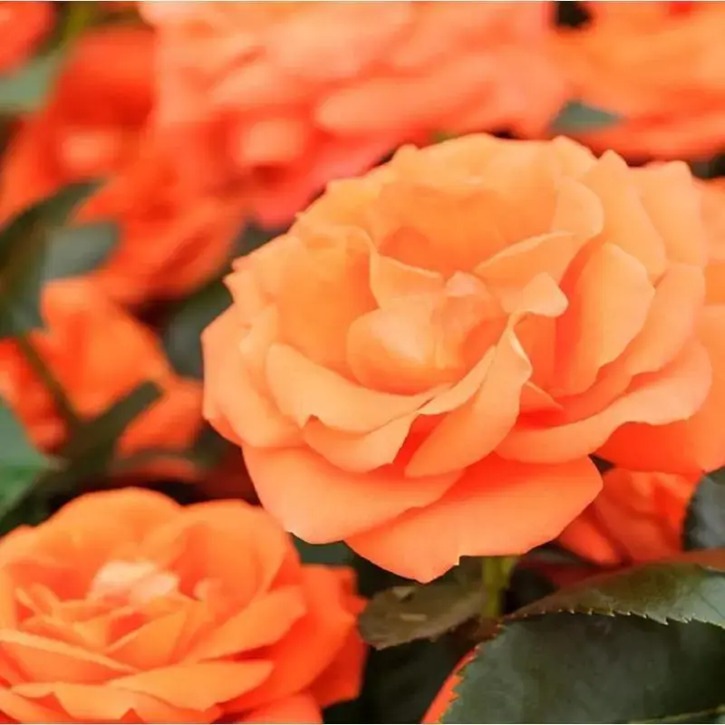 Orange Rose Seeds 200 Fast-Growing Climbing Roses for Ornamental Garden Edging