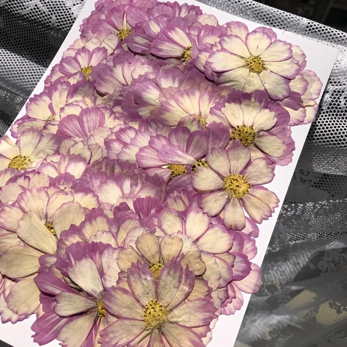 36pcs Natural Dried Gesang Flowers Suitable for DIY Crafts, Pressed Botanicals for Wreaths, Bouquets, Scrapbooking - Handmade Dried Flower Decorations for Easter, Mother's Day Gifts, Wedding & Home Decoration, Preserved Plant Material