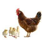 Brooder Plate For Chicks, Adjustable Height & Angle Chick Heat Plate For 30 Chicks, Chick Brooder Heating Plate With Remote Control, Chicken Coop Heater