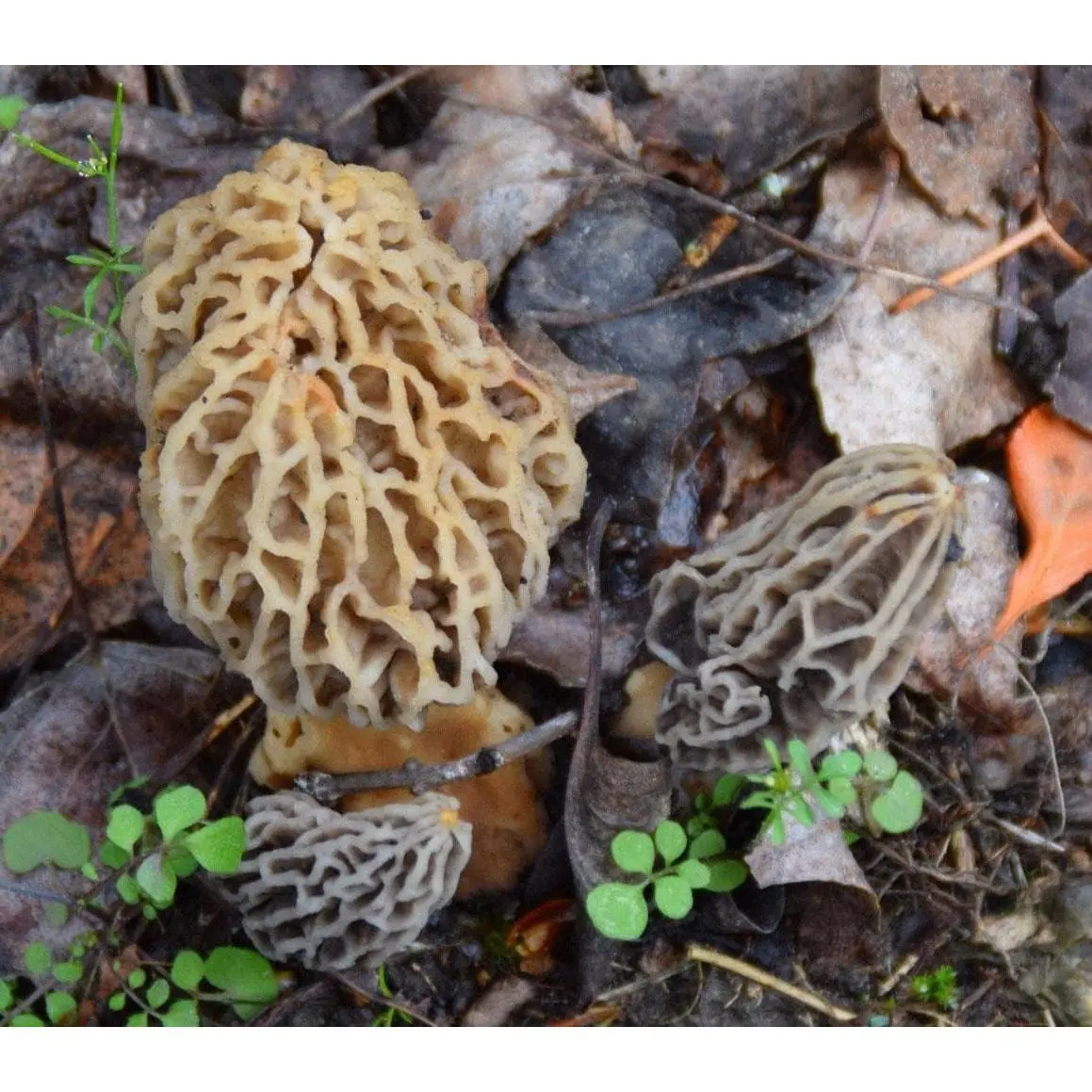 Morel Mushroom Growing Kit (Morchella) | Compatible with Any Soil Type Across the U.S., Outdoor Garden & Backyard Cultivation, Full Instructions Included