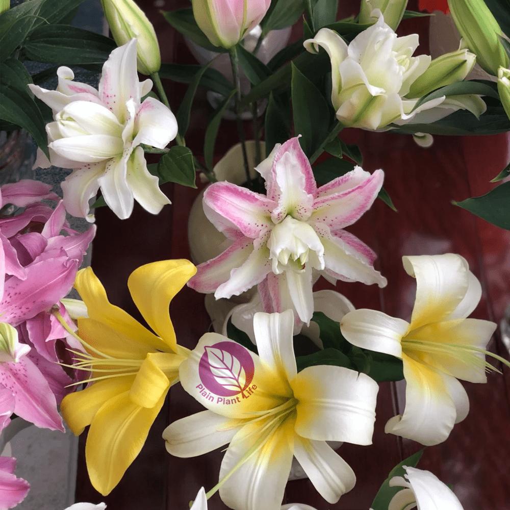 Mixed-color lily bulbs, perennial bulbs, easy to plant and maintain, garden balcony potted decorative seedlings, cold-resistant and heat-resistant, a must for home gardening landscapes