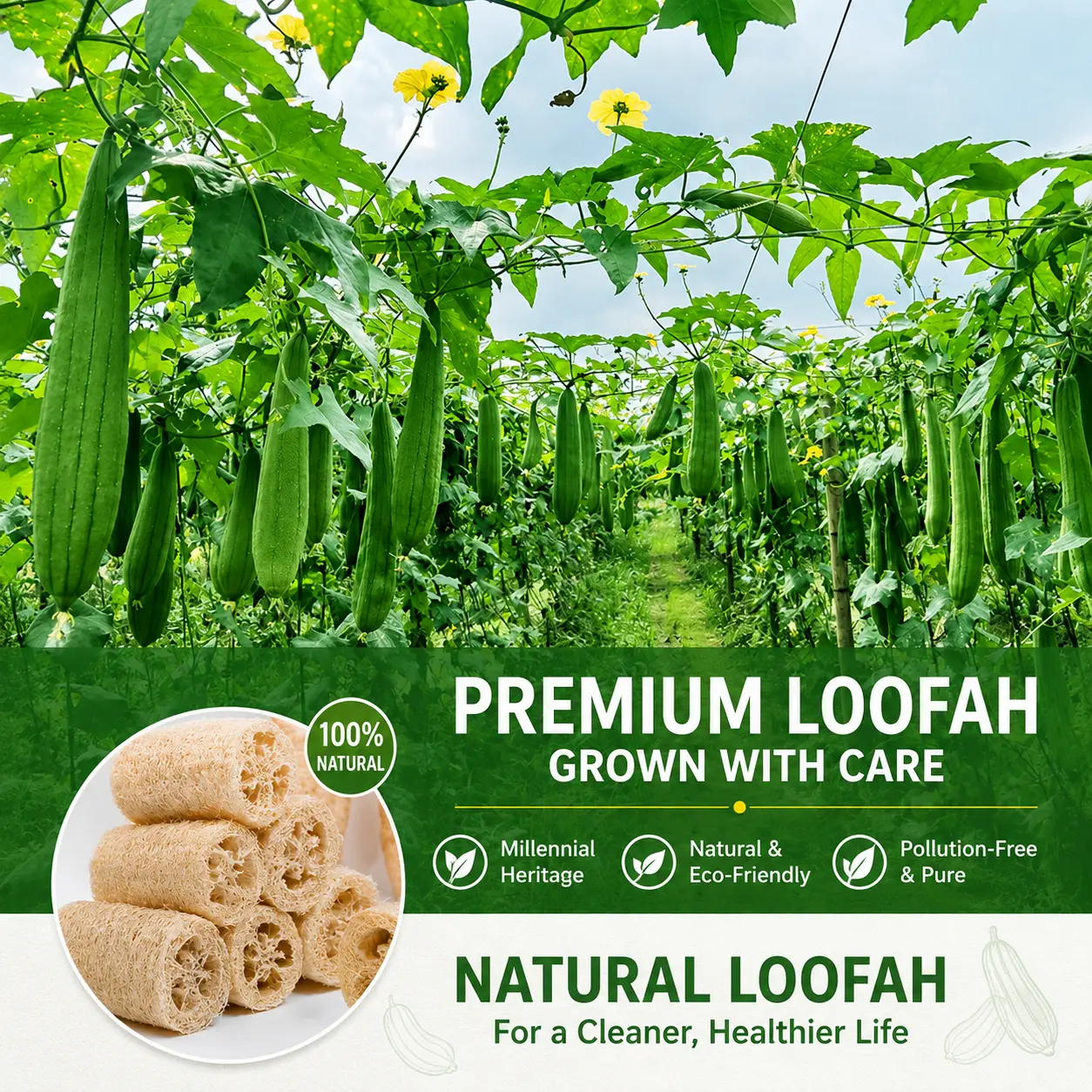 Natural Plant Loofah Scrubber - Home Cleaning Sponge with Pull Handles, Breathable Mesh, Soft Bristles, Gentle Cleanse for Kitchen Pot Scrubbing & Bath Exfoliation (Ancient Chinese Time-Honored Wisdom Design), Oval