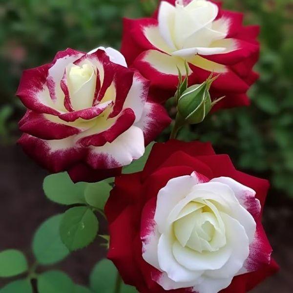 Mix Rose Seeds - 200+ Flower Rose Seeds for Planting Outdoors, Mix Colorful Flower Rose Plant Seeds Garden great gardening gift