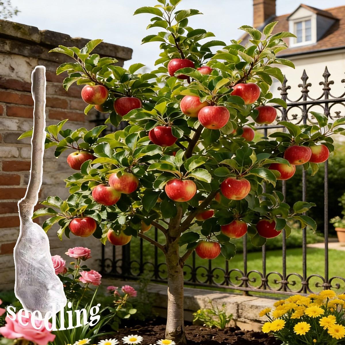 Semi-dwarf Honey Crispy Apple Tree Seedlings - Easy-to-grow fruit trees with high survival rates, ideal for home gardens and yards, hard, cold-resistant and fast-growing, suitable for beginners and home backyards