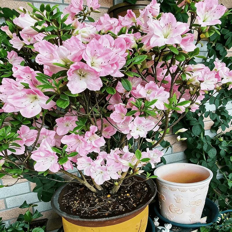 Rhododendron seedlings, multi-colored bright flowers, seedlings, rich colors, high value, courtyard balcony, colorful flowers, easy to cultivate, green flowers