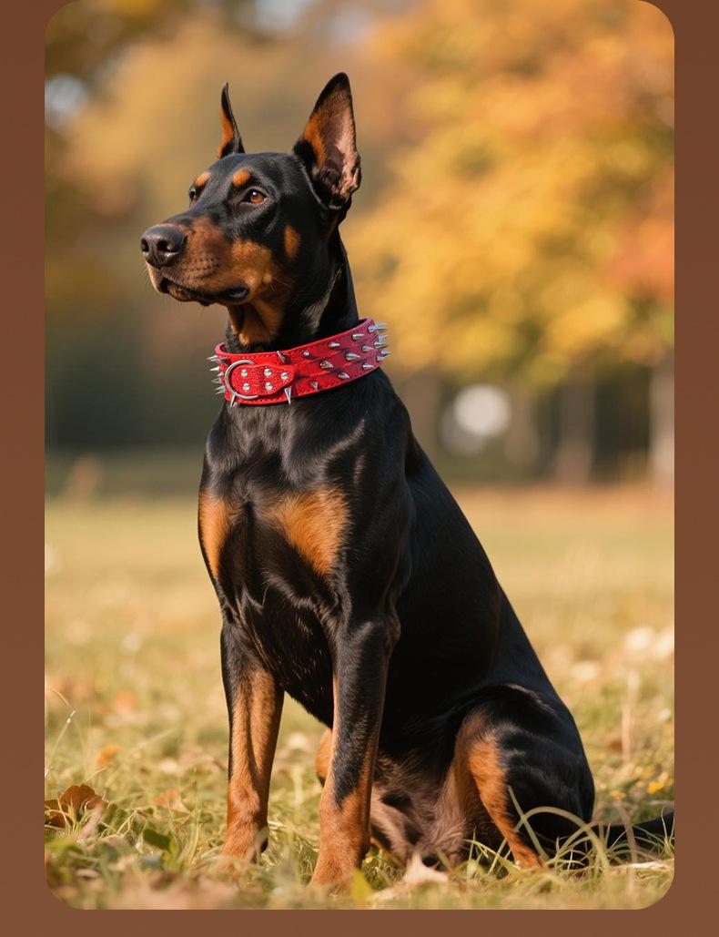 Wide Studded Dog Collar – Anti-Bite, Street Style, Heavy Duty & Tug Resistant