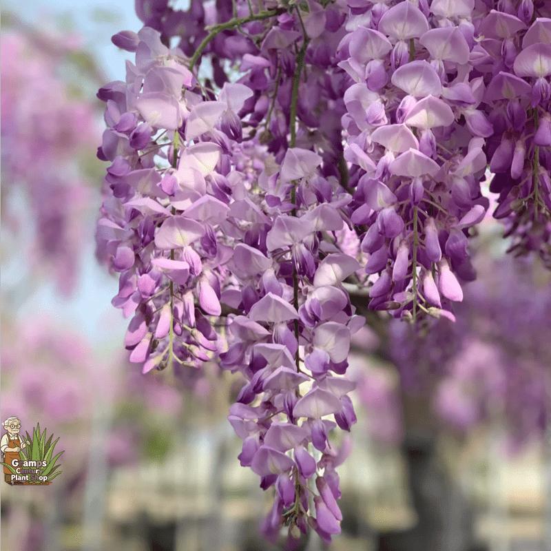 Potted-friendly wisteria seedlings, suitable for beginners to be easy to cultivate, resistant to semi-shade and elegant blooming, specially designed for balcony flower pots and leisure garden decoration