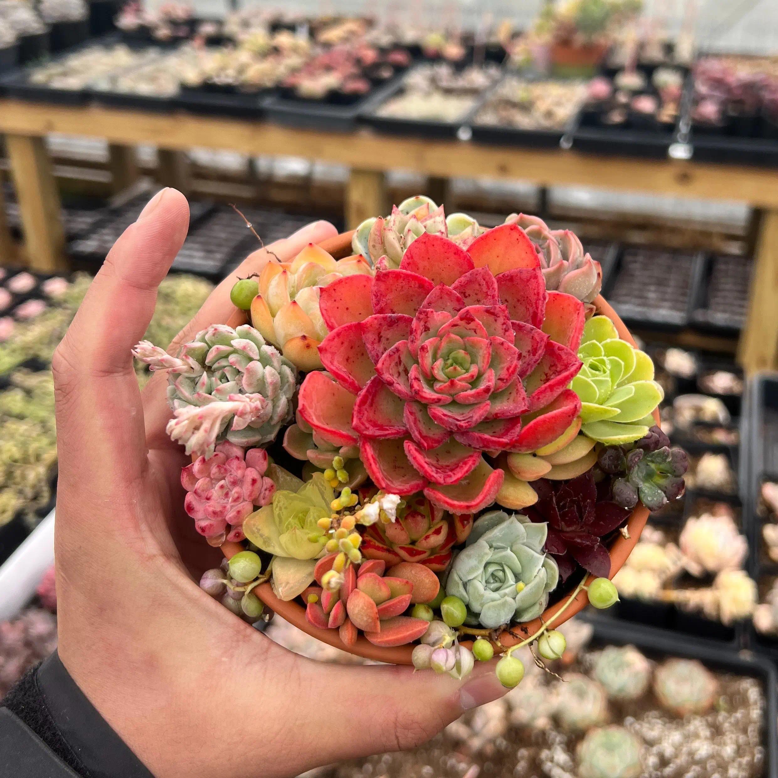 Colorful Assortment -Potted Succulents Combo -Rare Succulent 12/15/24/30 pieces, mixed DIY rare live succulent plant cuttings, 1-1.5 inches random mysterious bulk succulent plants, no roots, no pots, no soil, garden indoor office desk decoration