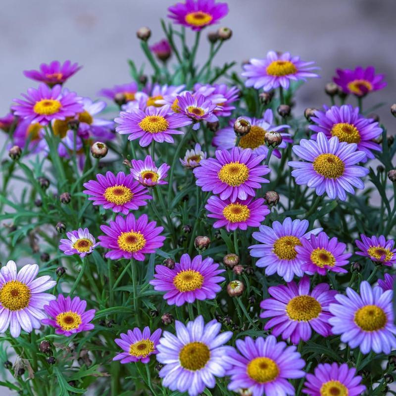 1900 pyrethrum seeds, 10,000-year-old chrysanthemums, outdoor perennials, suitable for garden homes, attracting pollinators