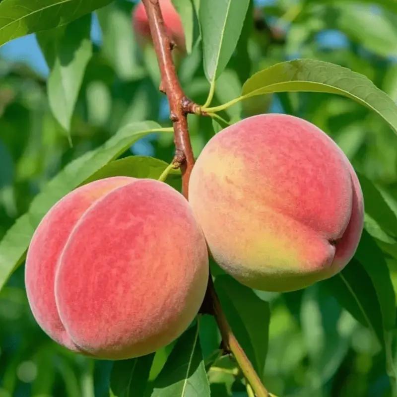 Peach saplings have been cultivated and can be planted immediately. They have strong cold resistance. The tree is one to two years old. The peaches are sweet and delicious. They are suitable for potted planting in gardens, gardens and balconies.