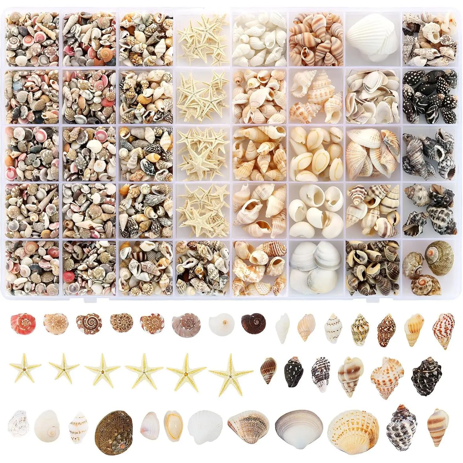 23 Types Small Sea Shells for Crafts, 1200 count  Seashells with  Size Starfish, Mini Shells for Vase Filler Beach Theme Party  Decor
