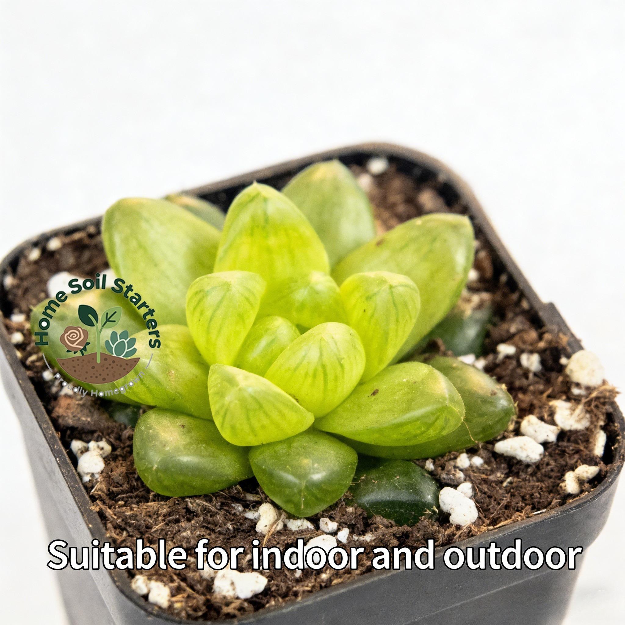 Cooper Pineapple Palm is a live plant with crystal clear leaves and strong drought resistance. It does not require frequent watering and is suitable for desktop, balcony, and mini garden decoration. It is easy to plant and designed for succulent enthusias