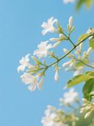 150 PCS Jasmine Seeds Bridal Veil High Germination Rate Nodding Clerodendron Easy to Grow Long Lasting Aroma for Home Garden Fragrant Blooms Rare Cascading Jasmine Perfect for Balconies & Indoor Pots