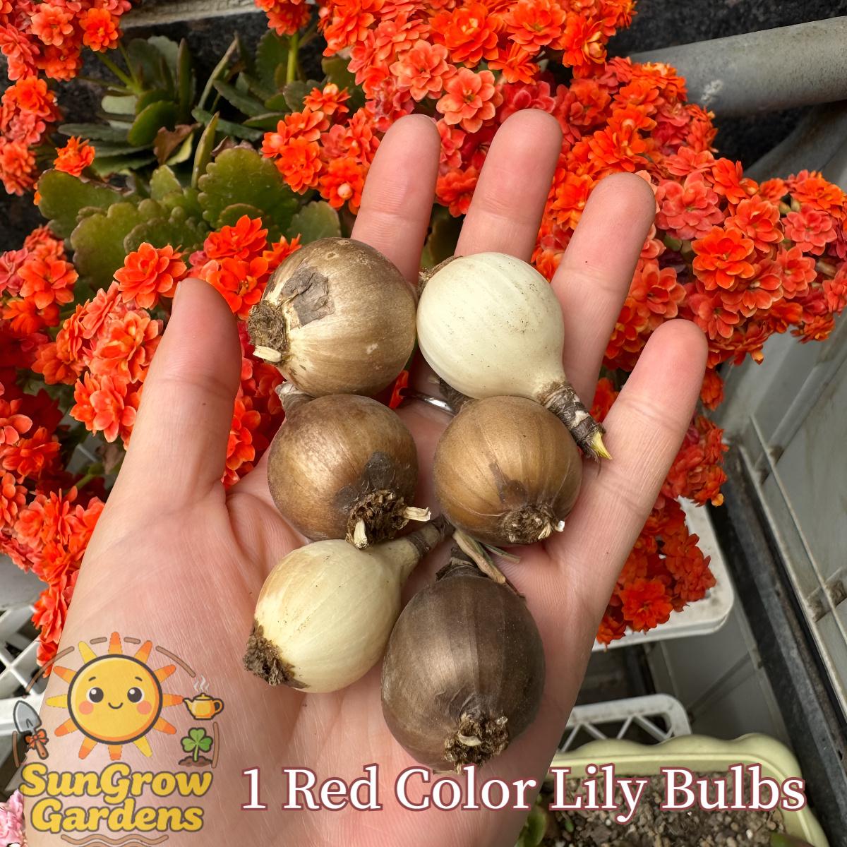 Lily Ball, natural fertilizer flower ball, multi-season flowering and year-round growth, suitable for indoor and outdoor planting in all regions, cold-resistant and easy to survive.