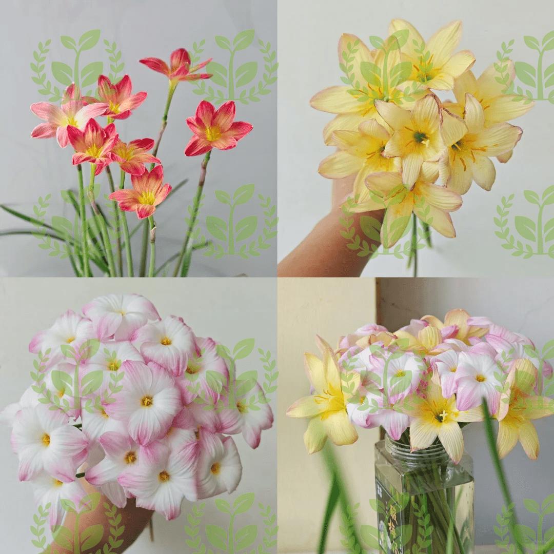 Cold and heat-resistant rain lily bulb