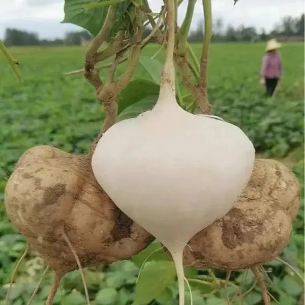 Jicama Seeds for Planting, Sweet Crunchy Root Vegetable Seeds, Non-GMO High Germination Heirloom Seeds for Indoor Outdoor Garden