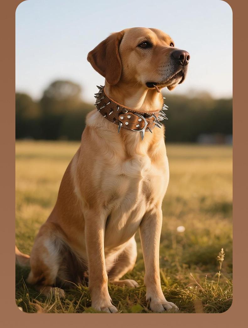 Wide Studded Dog Collar – Anti-Bite, Street Style, Heavy Duty & Tug Resistant