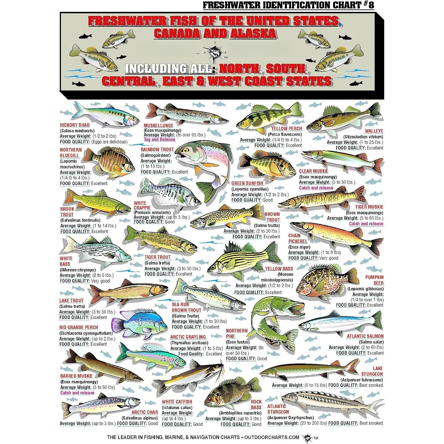 Freshwater Fish  Chart #8 -  Quick Reference Fishing Guide - 50+ Fish Species ID - (, , and Alaska) - Double-Sided & Easy to Read -   for Beginners
