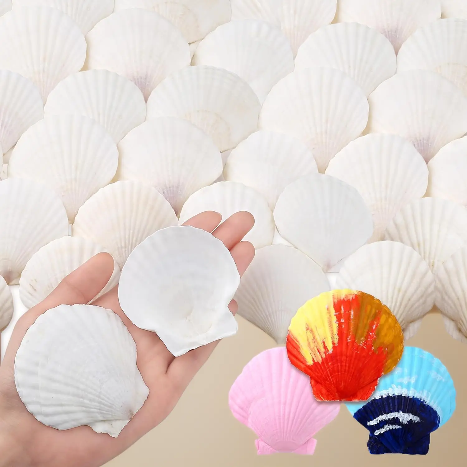 36pcs 2-3 Inch Natural White Scallop Shells – Real Sea Shells for Crafts Painting DIY Candle Making, Beach Wedding Ocean Party Decor, Clam Shell for Home Decor