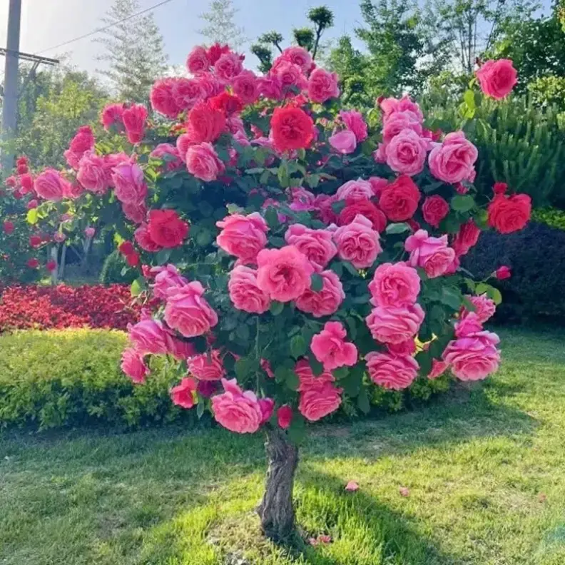 200 Pcs Bulk Pack Open Poll. Rose Seeds - Outdoor Perennial Beautiful Rose Seeds for Home Garden with High Germination Rate to Grow Roses, Plant Roses