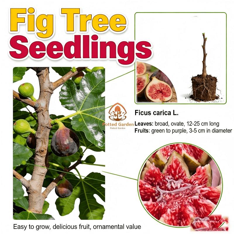 Fig tree seedlings, easy to pick, low cost, sweet fruit, first choice for beginners when on the ground or in pots