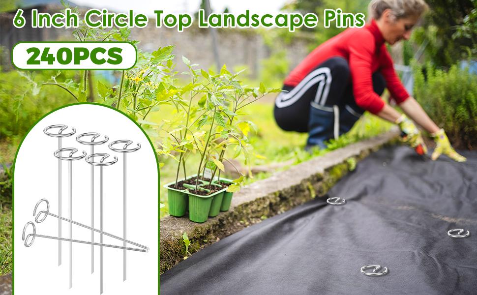 240 Pcs Landscape 6 Inch, 8 Gauge Circle Top Landscape Pins, Galvanized Weed Barrier Stakes for Plant - Not Easy Bend, More Holding Than U-Stakes