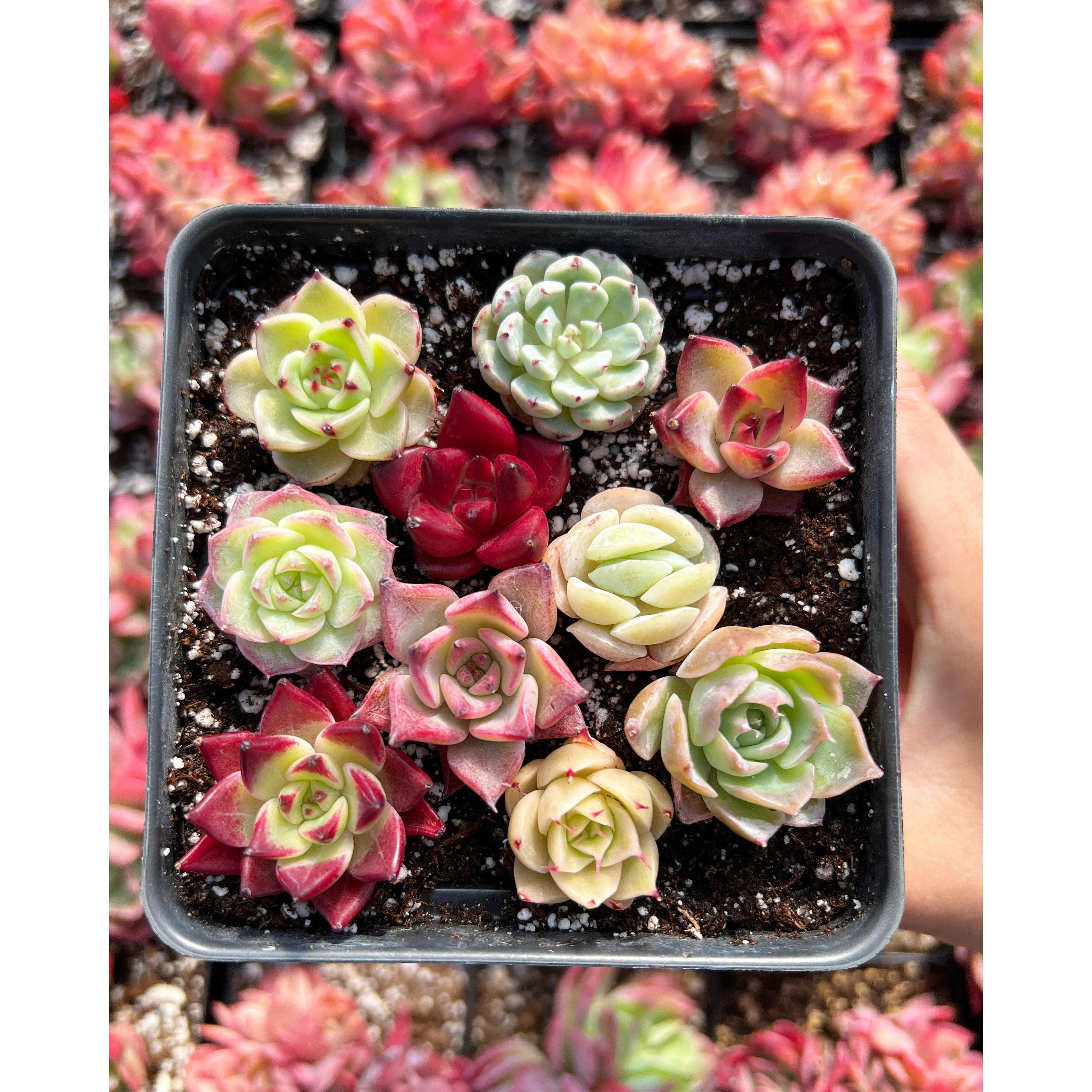 succulent/cactus cuttings-Rare Succulents 12/15/24/30 pieces, mixed DIY rare live succulent plant cuttings, 1-1.5 inches random mysterious bulk succulent plants, no roots, no pots, no soil, garden indoor office desk decoration