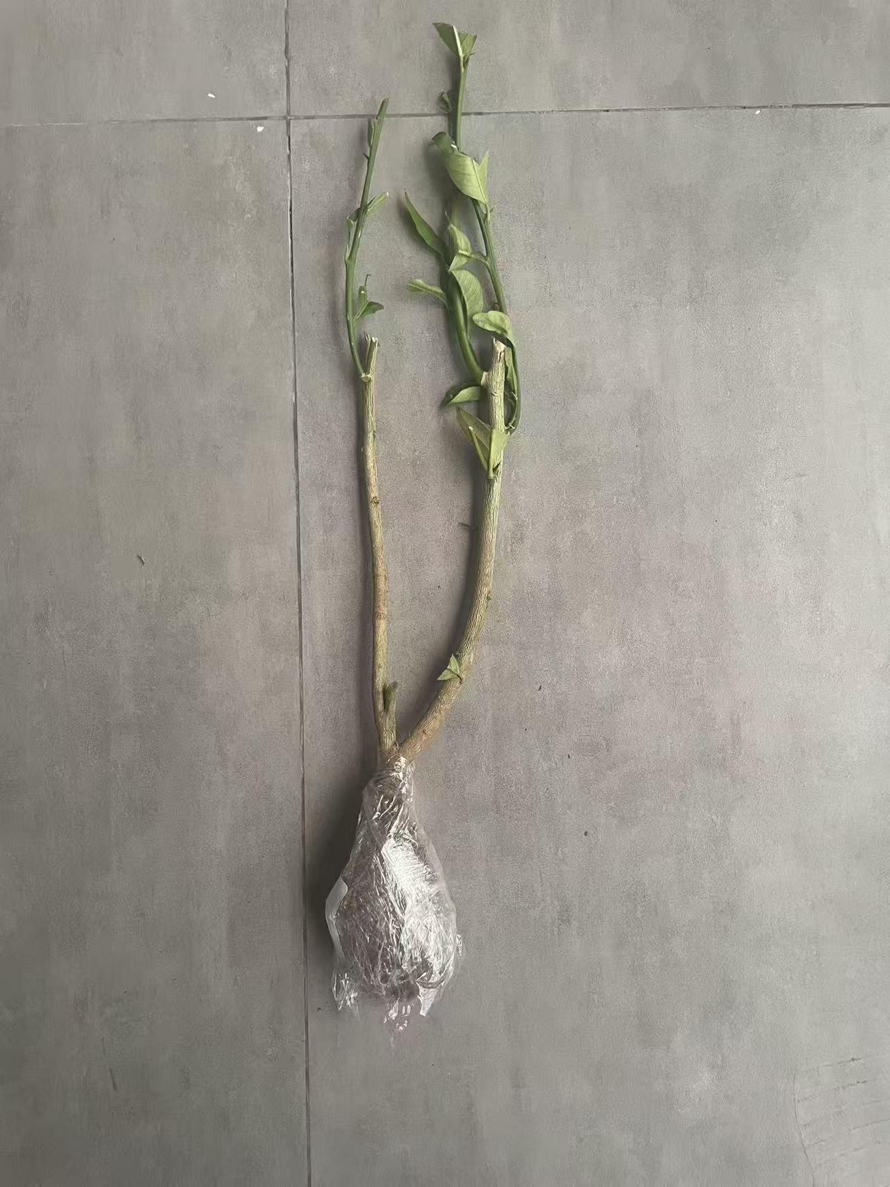 Key Lime Tree Live Plant, Vibrant Green Fruit – Garden & Container Friendly, Pruned for Safe Shipping, Beginner-Friendly Dwarf Citrus, Freshly Dug Hardy