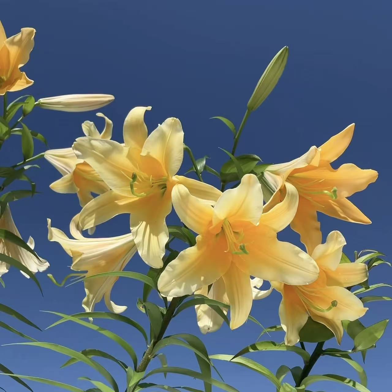 Yellow perfume lily flower bulbs - hardy scented flower bulbs, suitable for outdoor gardens and indoor potted plants, easy-to-grow perennial flowering plants